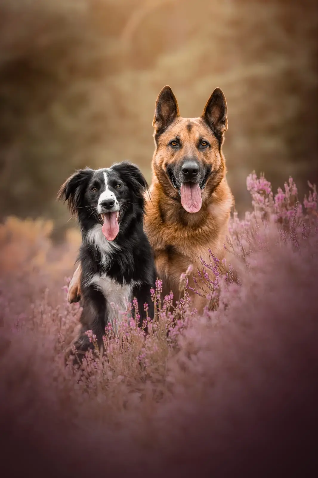 Die Spürhunde Kuma und Sonic von Pawsome Detection in blühender Heide. Foto: Isabel Brune.